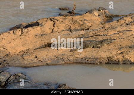 Crocodile sunbathing on a stone island on the Kunene River, Namibia Stock Photo
