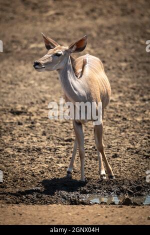 Female greater kudu stands beside muddy waterhole Stock Photo