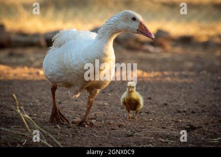 Goose and gosling walk around pen together Stock Photo