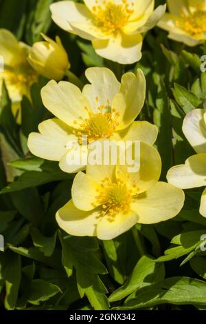 Anemone x Lipsiensis a yellow spring flowering plant Stock Photo