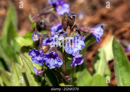 Pulmonaria 'Blue Ensign'  a spring blue perennial flower plant commomly known as lungwort Stock Photo