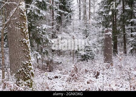 Wintertime landscape of snowy deciduous stand with spruce trees in foreground, Bialowieza Forest, Poland, Europe Stock Photo