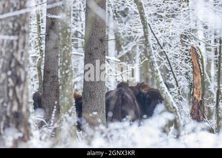 Adult European bison(Bison bonasus) in forest looking backat camera, Bialowieza Forest, Poland, Europe Stock Photo