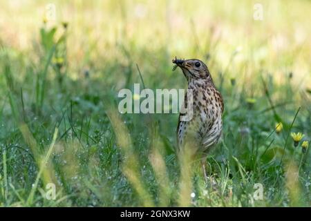 Adult Song Thrush (Turdus philomelos) holding food closeup in grass, Poland, Europe Stock Photo