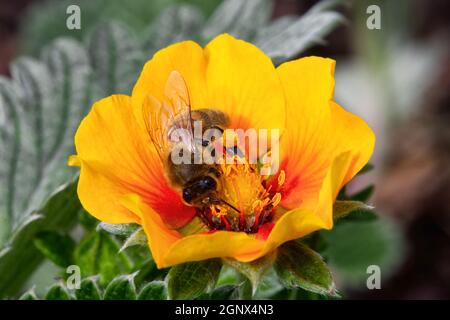 Potentilla atrosanguinea var argyrophylla a yellow flowered plant known as cinquefoil with a honeybee Stock Photo