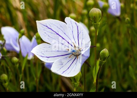 Platycodon grandiflorus 'Perlmutterschale' a pink herbaceous perennial summer flower plant commonly known as Balloon Flower Stock Photo