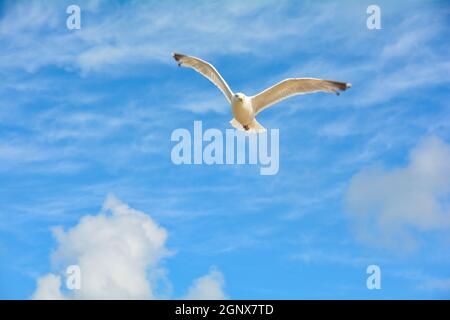 Seagull flies high up in the blue sky with a lot of  copy space Stock Photo