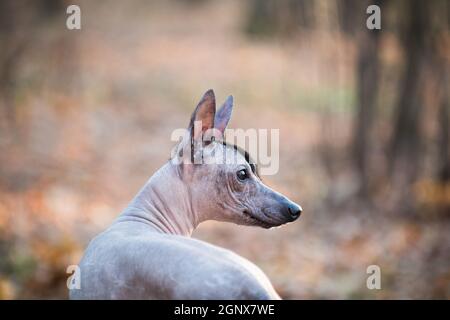 xoloitzcuintli small
