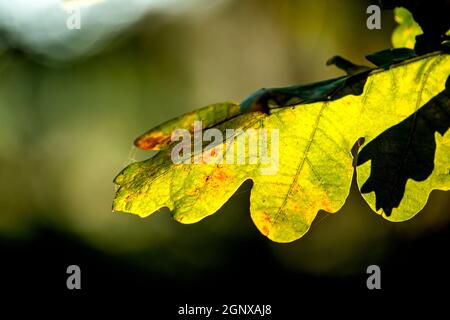 Oak leaf in back light Stock Photo