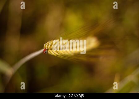 Ladybug sitting on an ear of grain | Close up photo of a ladybug, small insect from beettle family, on a grain with blurred background Stock Photo