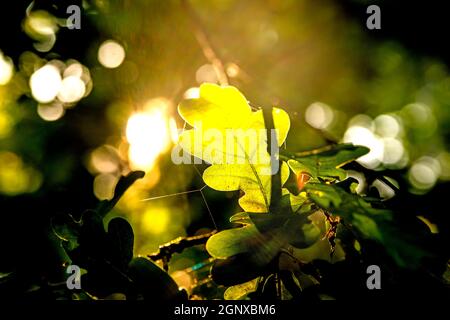 Oak leaf in back light Stock Photo