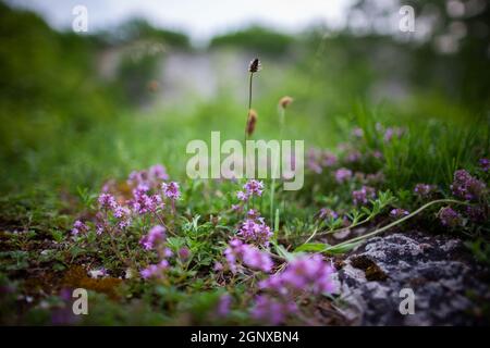 Ground level photo of narrowleaf plantain (ribleaf, lamb's tongue, a common weed) and tiny plants with violet flowers on moss covered stone in meadow Stock Photo