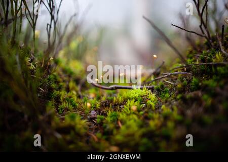 Beautiful macro tiny plants and moss with water droplets on them | Dew drops on the lush green moss and little plants on the forest floor close up Stock Photo