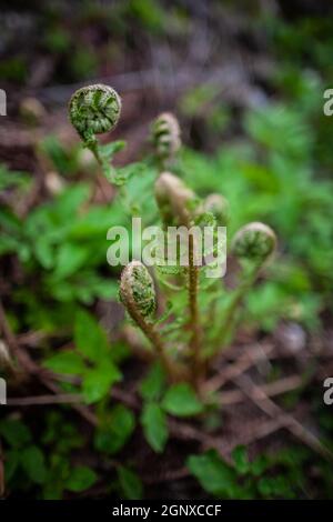 Blooming fern in the forest close up | Macro top down photo of unrolling young leaves of fern, wild forest plant Stock Photo