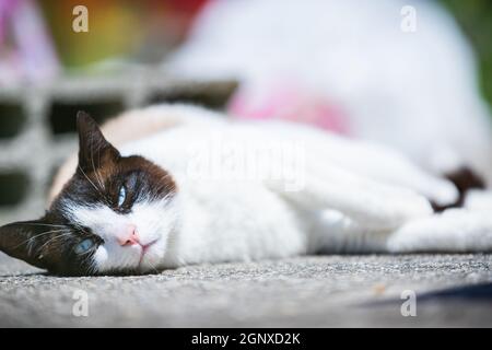 siamese ragdoll crossbreed cat resting in the sun on a terrace in summer Stock Photo