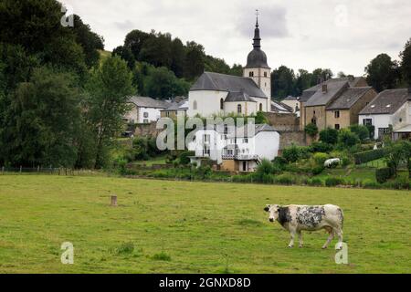 Cow in a meadow in front of Chassepierre church close to the Belgian village Florenville Stock Photo