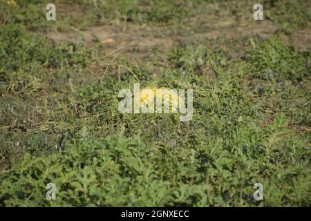 Chopped old rotten watermelon. An abandoned field of watermelons and melons. Rotten watermelons. Remains of the harvest of melons. Rotting vegetables Stock Photo