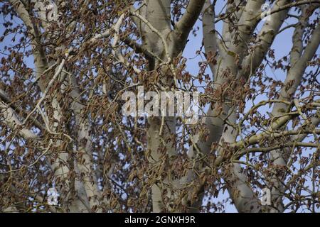 Blooming silver poplar. Silver poplar tree in spring. Poplar fluff from flowers - earrings. Stock Photo