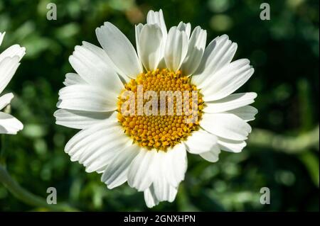 Rhodanthemum hosmariense a spring summer flowering plant with a white springtime flower commonly known as Moroccan daisy, stock photo image Stock Photo