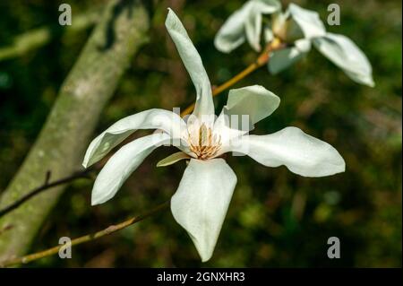 Magnolia x proctoriana a spring summer flowering tree plant with a white or pink springtime stellata flower Stock Photo
