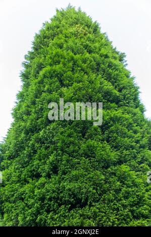 Leylandii (Leyland Cyprus x Cupressocyparis) an evergreen coniferous tree of very fast rapid growth not suitable as a small garden plant, stock photo Stock Photo