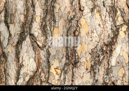 Pinus nigra subsp 'Laricio'  brown tree bark macro close up texture background commonly known as Corsican pine or Pinus corsicana, stock photo image Stock Photo