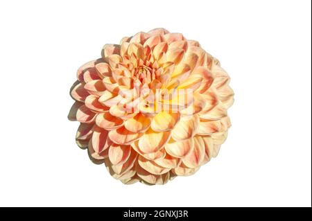 Dahlia 'Texas Moon' a pink summer autumn pompom flower tuber plant cut out and isolated on a white background, stock photo image Stock Photo