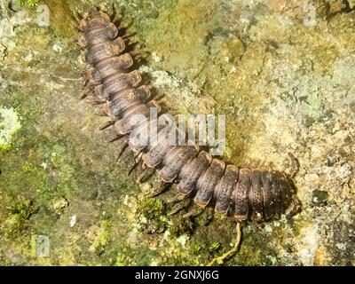 crawls on the moss centipede. centipede is a predatory insect. Stock Photo
