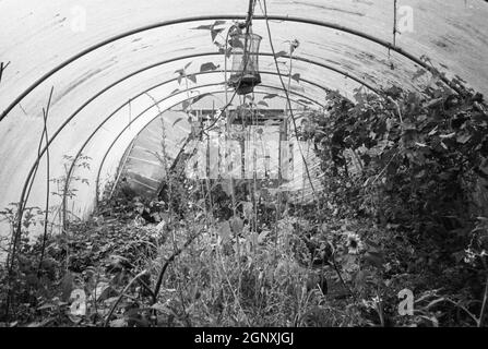 Polly Tunnel, polytunnel greenhouse, Hattingley, Hampshire, England. Stock Photo