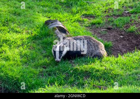 Badger a black and white wild animal feeding in a woodland wildlife forest in the UK, stock photo image Stock Photo