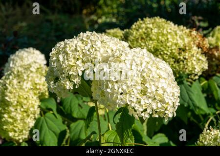 Hydrangea arborescens 'Annabelle' a summer flower small white shrub plant commonly known as smooth hydrangea stock photo image Stock Photo