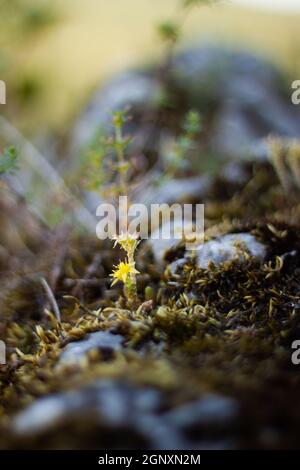 Sunlit tiny plant with yellow flower on a rock with moss | Close up ground level photo of a small plant on a moss covered stones lit by a sun light Stock Photo