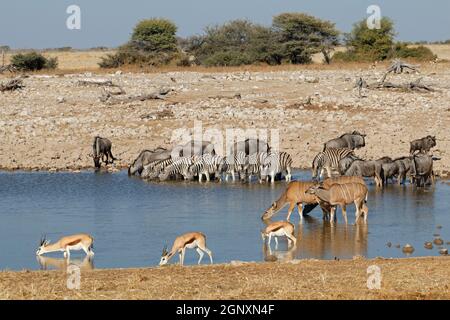 Plains zebras, blue wildebeest, springbok and kudu antelopes at a waterhole, Etosha National Park, Namibia Stock Photo