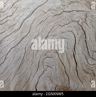 old tree trunk of a Faidherbia albida, pattern Stock Photo