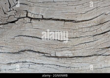 old tree trunk of a Faidherbia albida, pattern Stock Photo