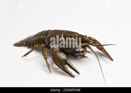 Beautiful live crawfish on a white background Stock Photo