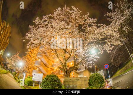 Cherry blossoms of Yokohama Hodogayaku Stock Photo Alamy