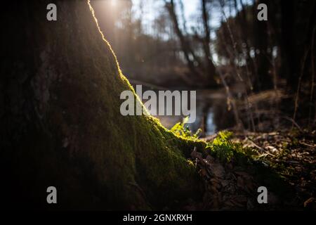 Moss on a tree illuminated by alight of sun going down on sunset, with water, sky and dark trees in the background Stock Photo