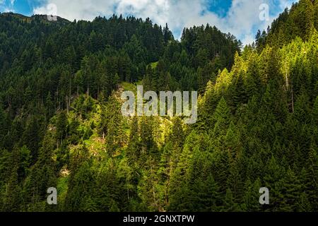 Subalpine forests of spruce conifers. Brenner Pass. Brenner, Bolzano ...