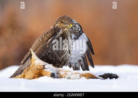 Common buzzard, buteo buteo, standing next to dead fox on snow in winter. Brown majestic bird looking to the prey on white field. Wild feathered anima Stock Photo