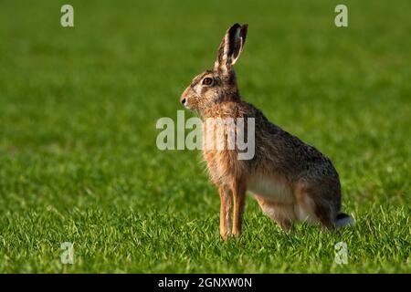 Brown hare, lepus europaeus, sitting in green grass during spring season with copy space. Animal wildlife in natural environment. Wild mammal with fur Stock Photo