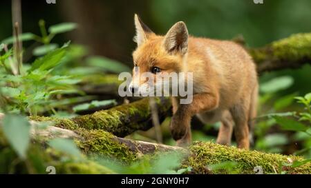 Curious red fox, vulpes vulpes, cub walking through spring forest with mossy green branches on the ground. Juvenile mammal wondering and exploring woo Stock Photo