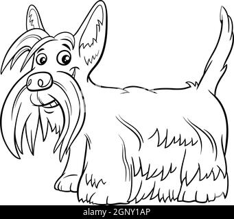 Scottish Terrier purebred dog coloring book page Stock Vector