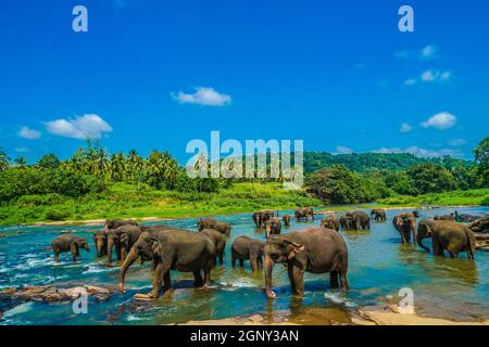 Wild elephant image (Sri Lanka Pinnawara). Shooting Location: Sri Lanka Stock Photo