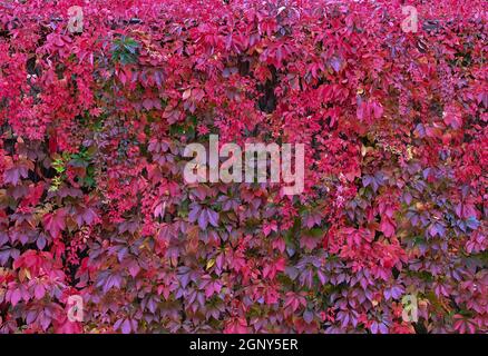 Sieversdorf, Germany. 28th Sep, 2021. The autumn leaves of the wild vine shine in different colours on the facade of a house. Credit: Patrick Pleul/dpa-Zentralbild/ZB/dpa/Alamy Live News Stock Photo