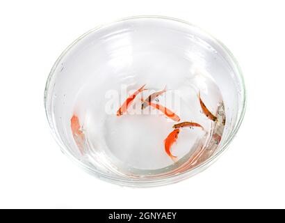 rosy barb and Odessa barb in front of white background Stock Photo