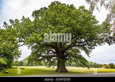 The Ambrosius oak is over 500 years old. It owes its name to the poet Ambrosius Stub. Troense, Svendborg, Denmark Stock Photo