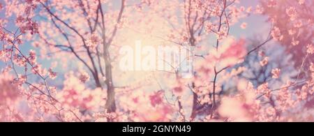 Blurred sakura tree twigs on blue background. Spring flowers on beautiful sunny day. Stock Photo