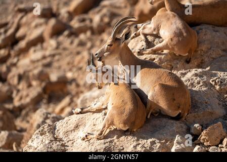 Mother and young of Nubian ibex (Capra nubiana) Stock Photo