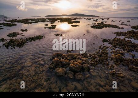 Coral reef during low tide water in the sea at Phuket island. Stock Photo